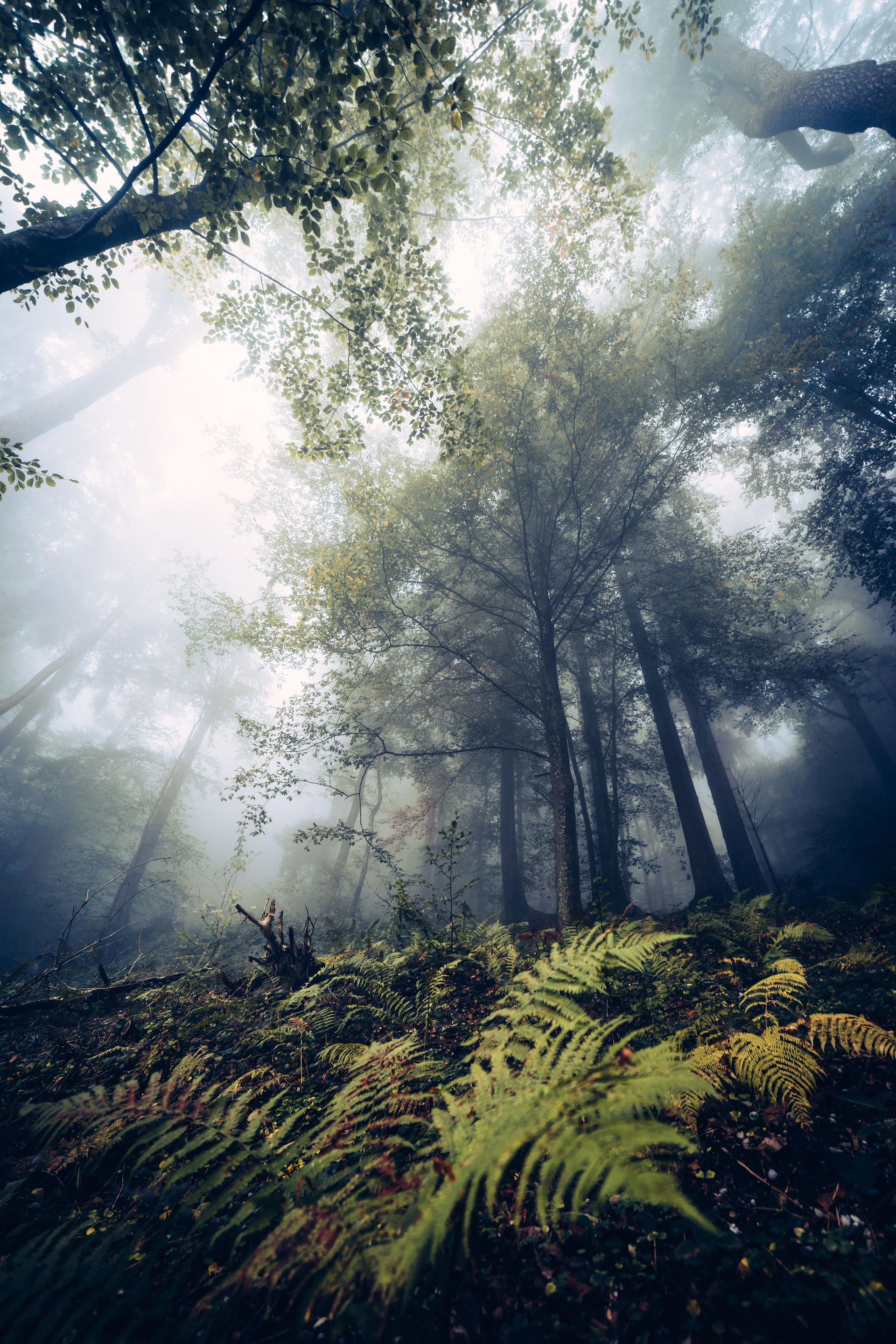 hallucinations ii