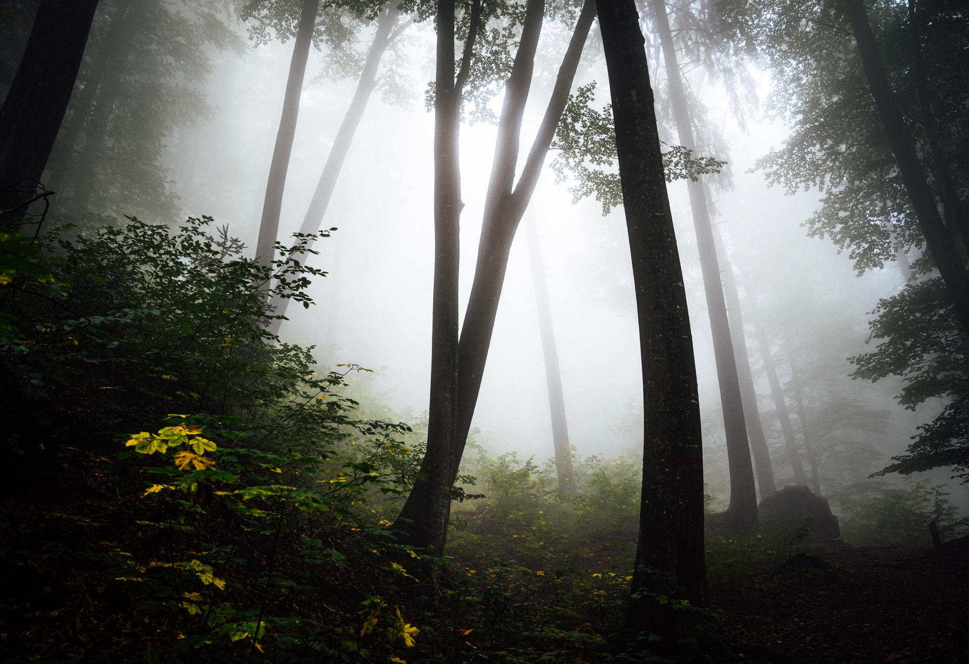 it's okay if you forget me iii