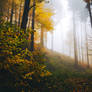 autumn haze