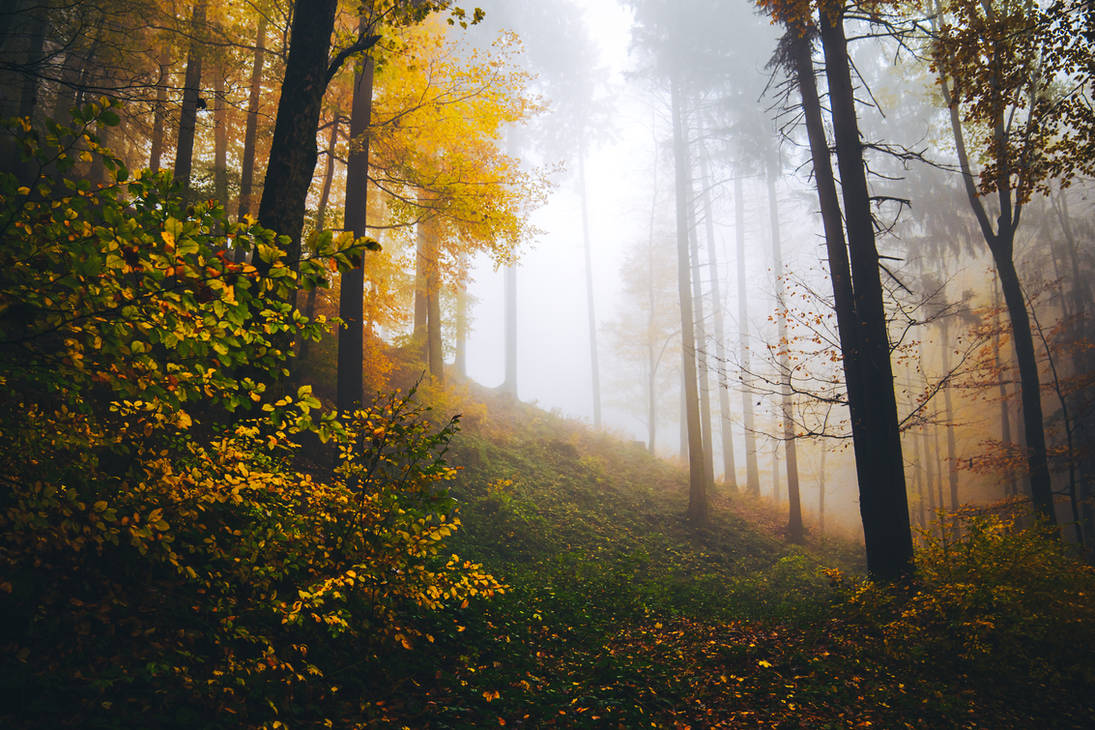 autumn haze by hannes-flo on DeviantArt