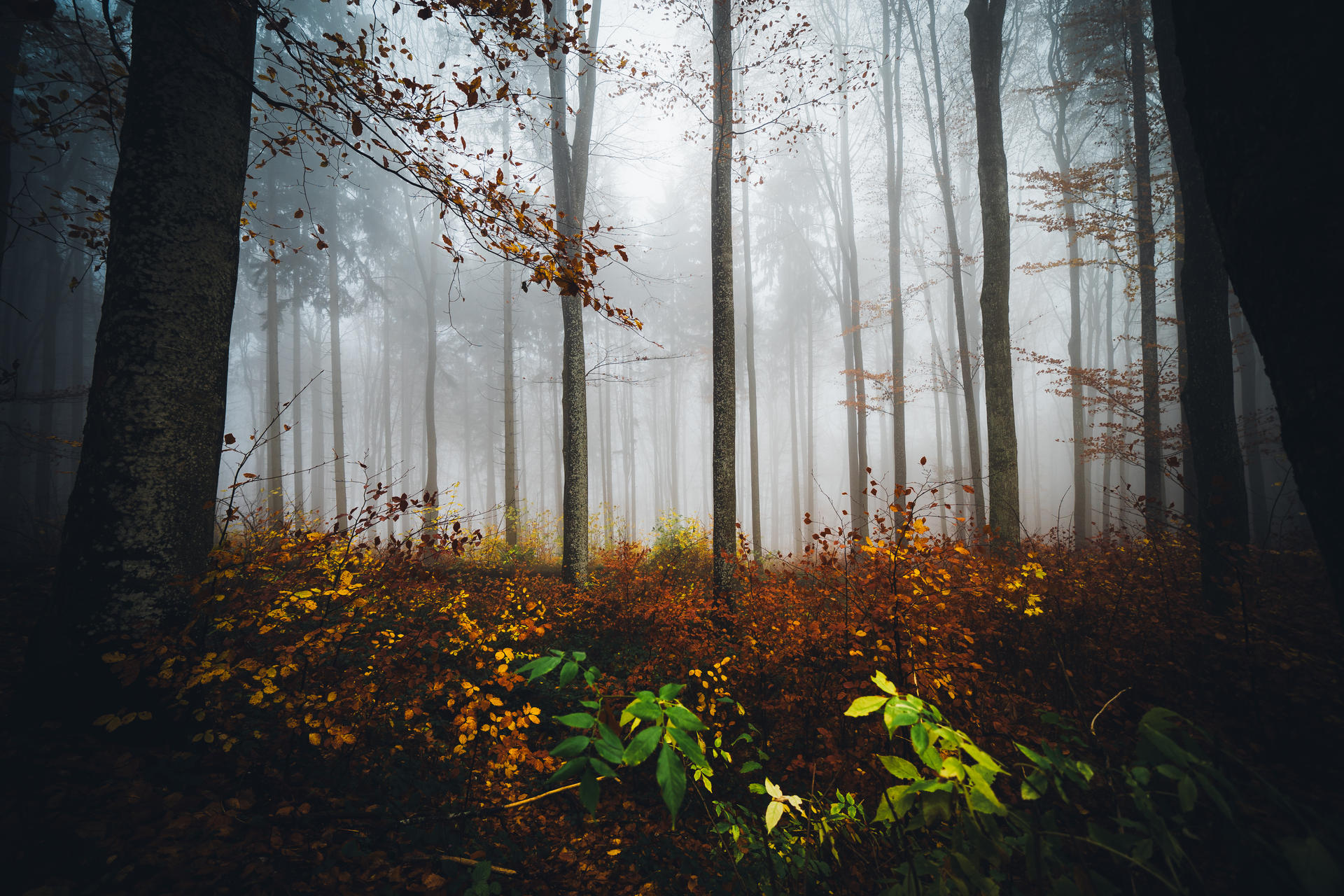 forest 3