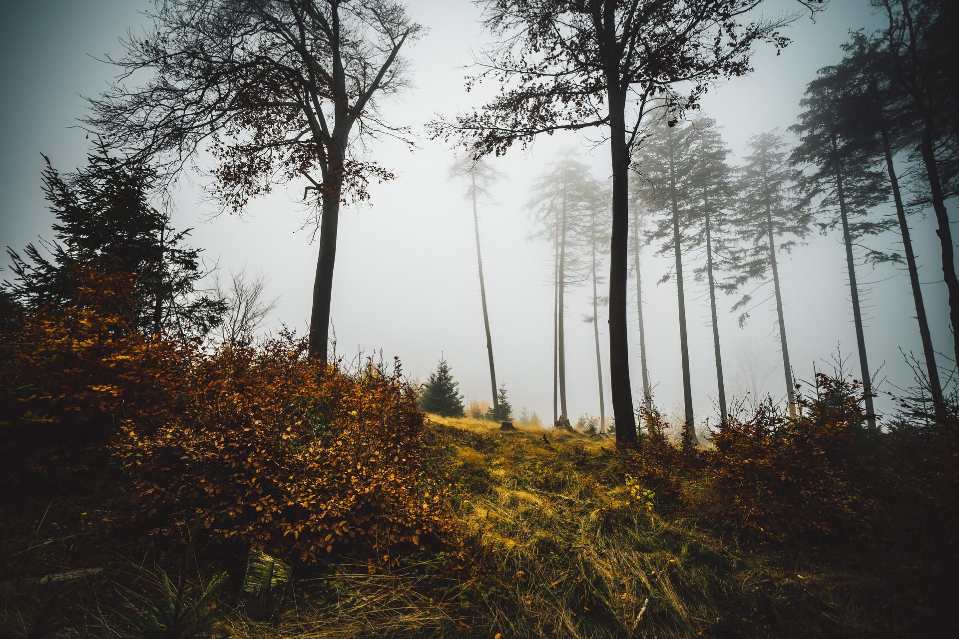 forest 4