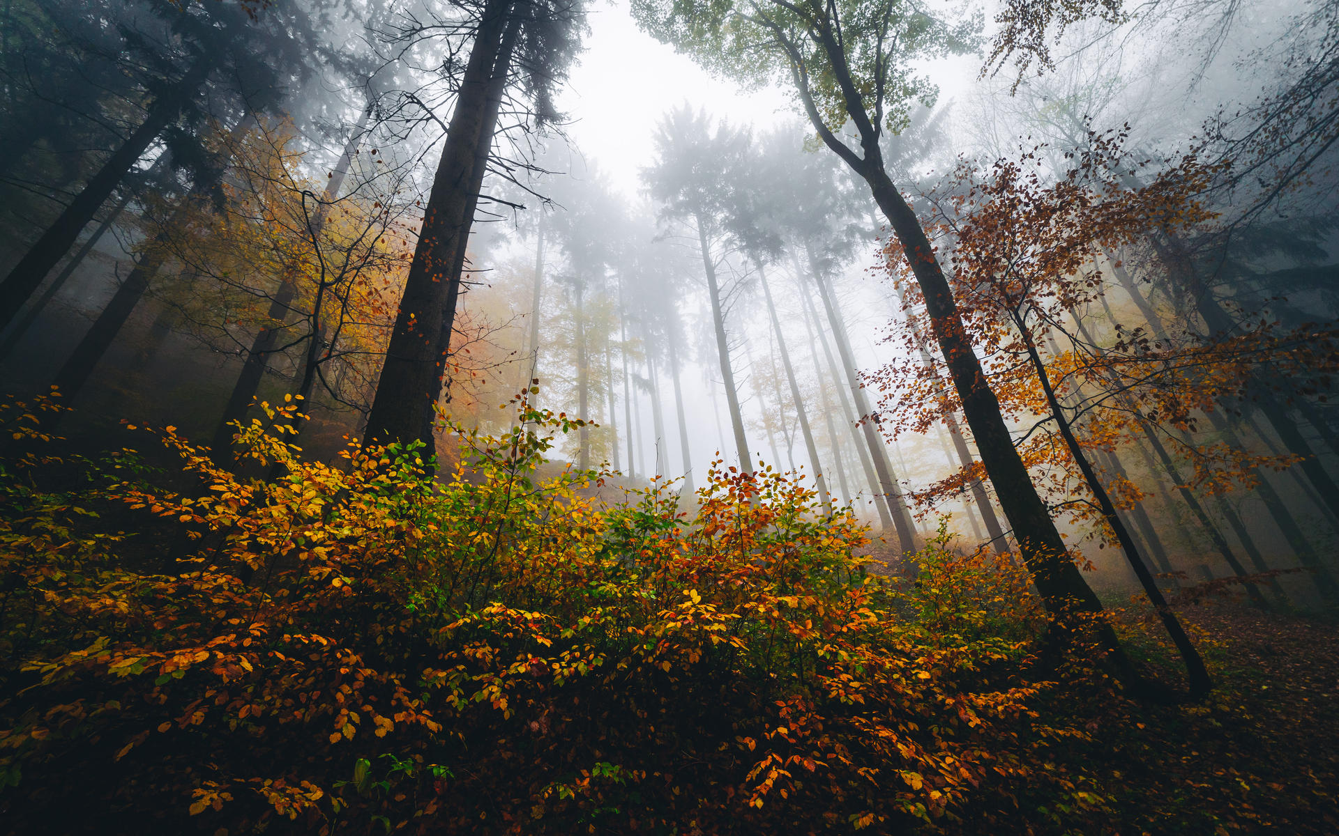 autumn haze ii by hannes-flo on DeviantArt