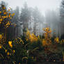 forest 5