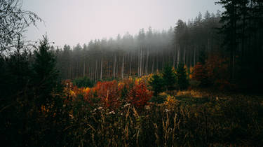forest 7