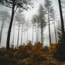 forest 8