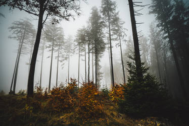 forest 8