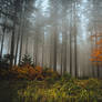 forest 9