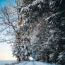 crystallized p4