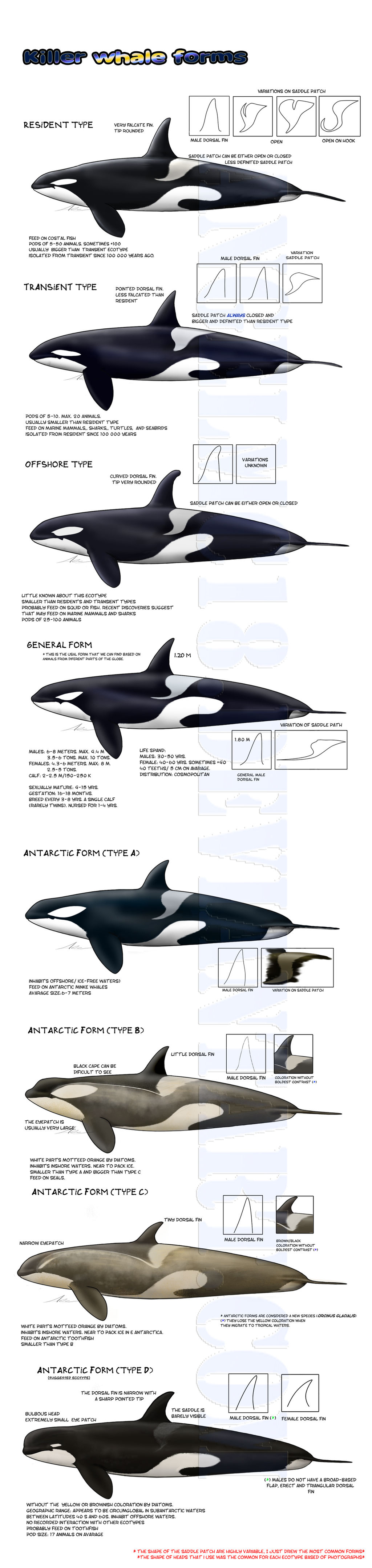 -Killer whale forms- UPDATED