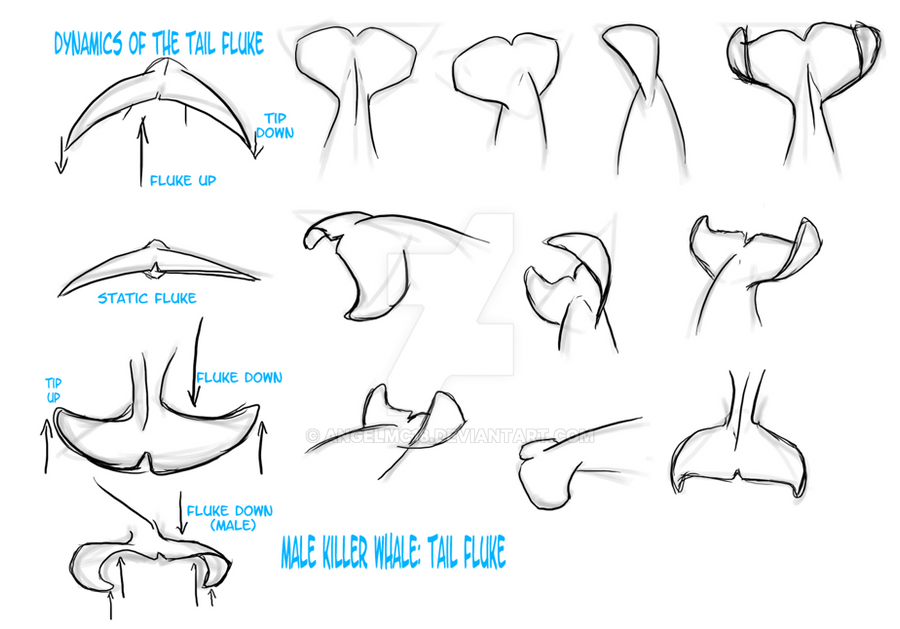 Study Orca Male S Tail Fluke By Angelmc18 On Deviantart Study Orca Male S Tail Fluke By Angelmc18 On Deviantart
