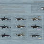 Killer Whale Ecotypes and Forms - 2013 UPDATED-