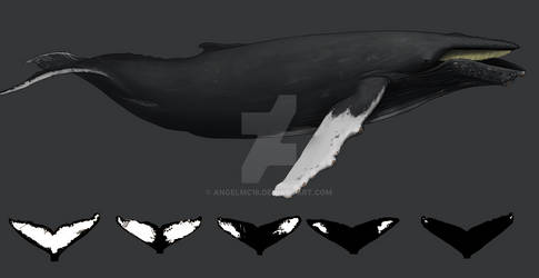 Mexican Giant - Humpback whale