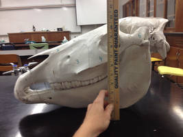 Horse skull with measurements