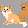 my neglected chihuahuas