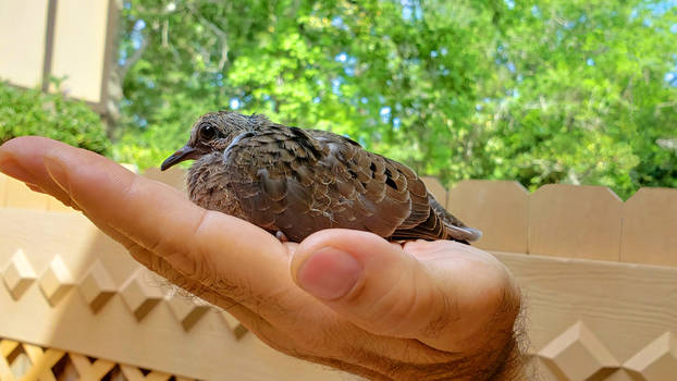 Wild Pigeon Chick 3