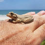 Frog 2