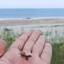Lizard