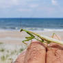 Praying Mantis