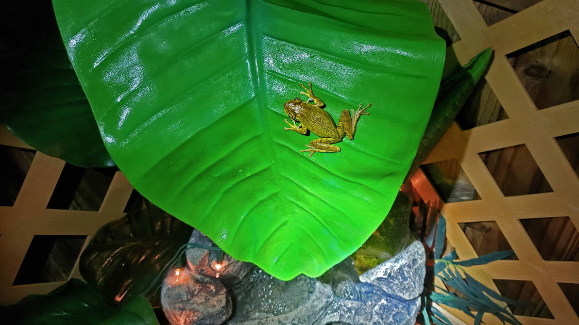 Frog 3 by dkart71 on DeviantArt