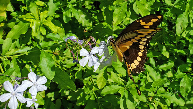 Giant Swallowtail