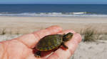 Red-Eared Slider Turtle by dkart71