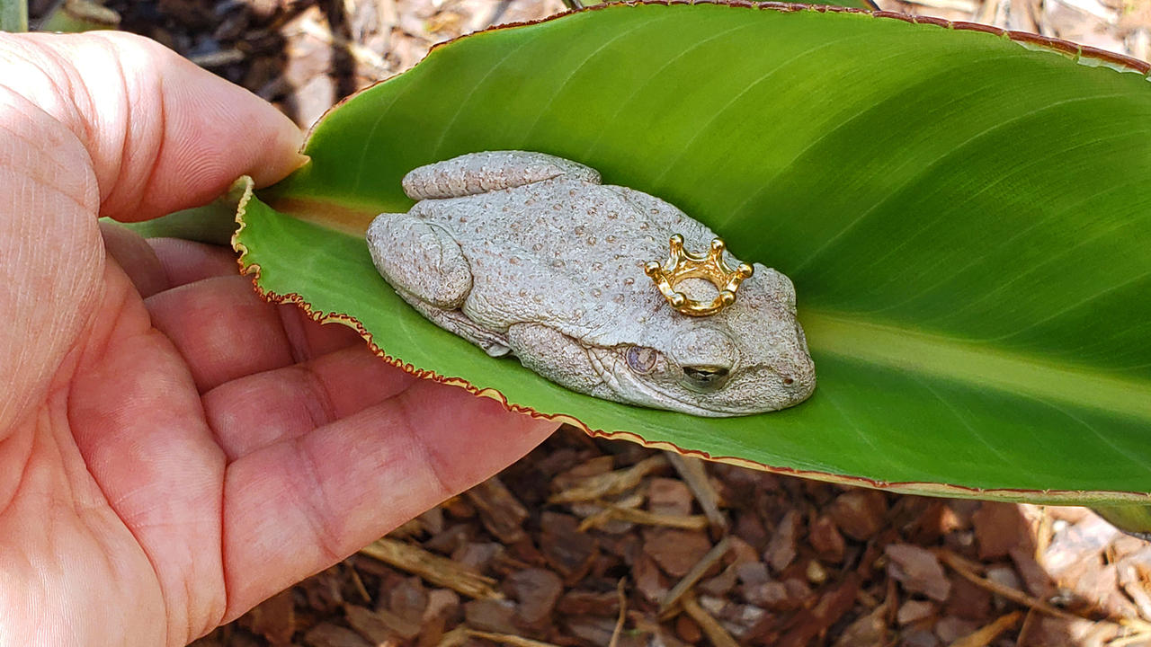 Frog 5