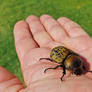 Eastern Hercules Beetle