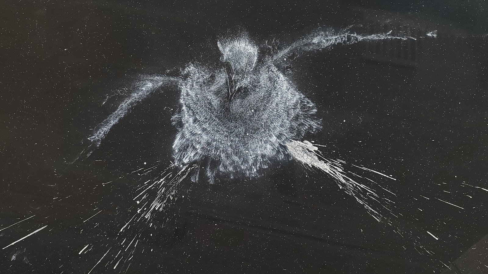 When birds and glass collide