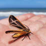 Harnessed Tiger Moth