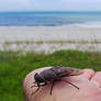 Horsefly