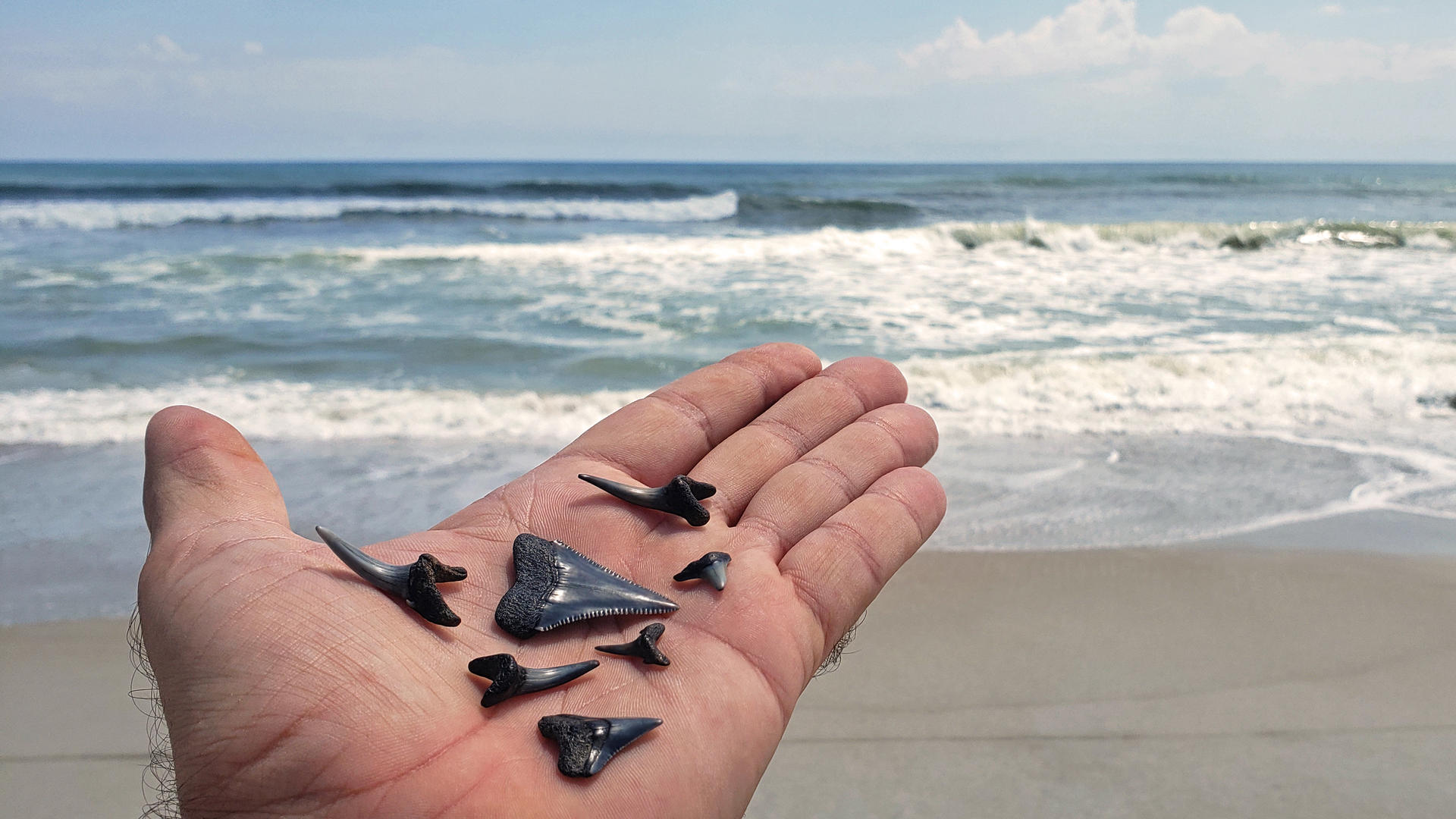 Shark Teeth.