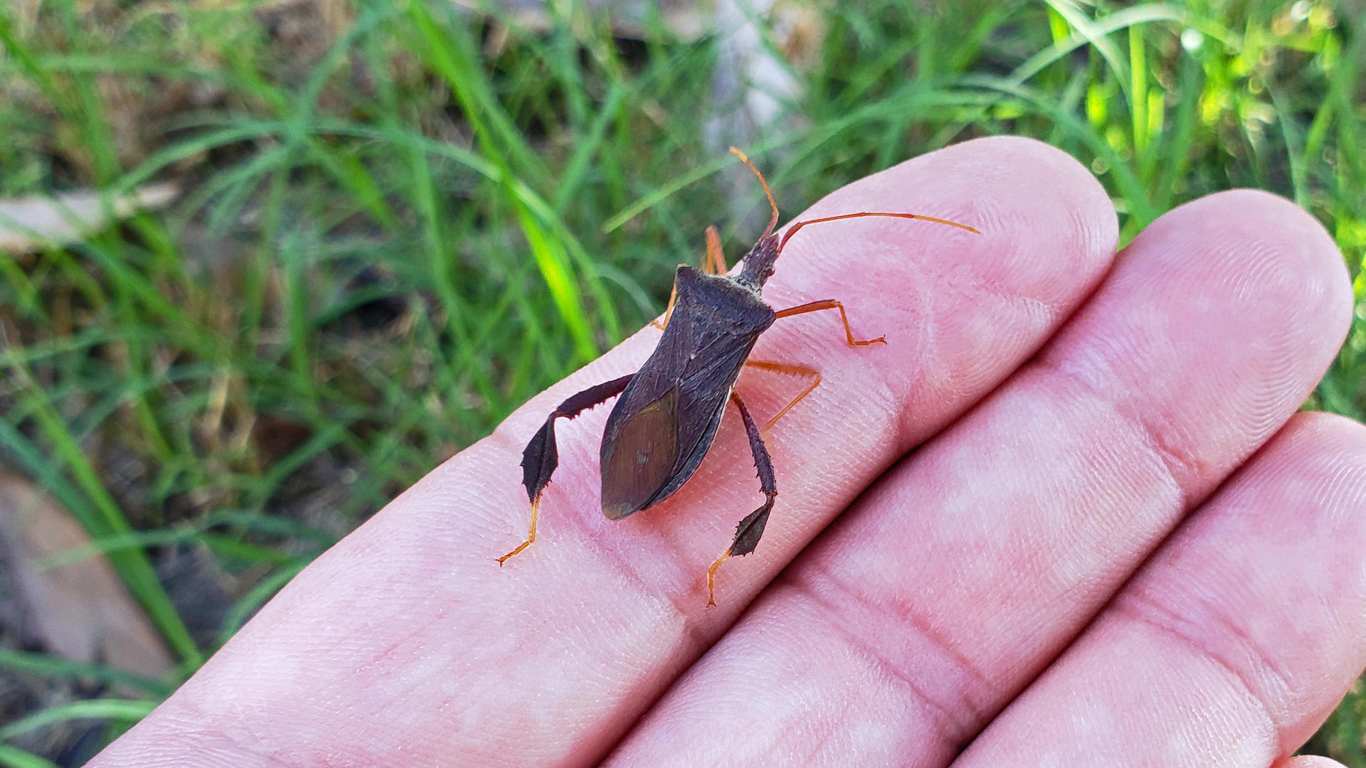 Leaf-footed Bug