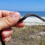 North American Racer Snake