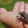 Western Conifer Seed Bug