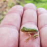 Frog 12