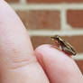 Frog 13