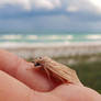 Wainscot Moth