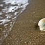 lonely shell