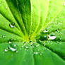 green macro