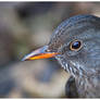 Blackbird female I