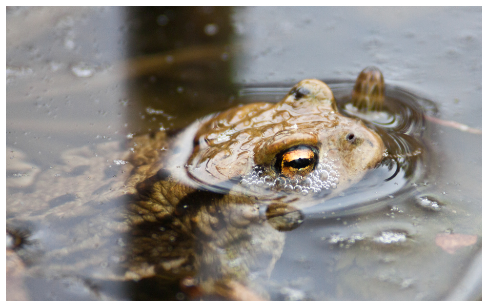 Sauron's frog