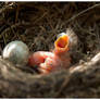 Baby blackbird