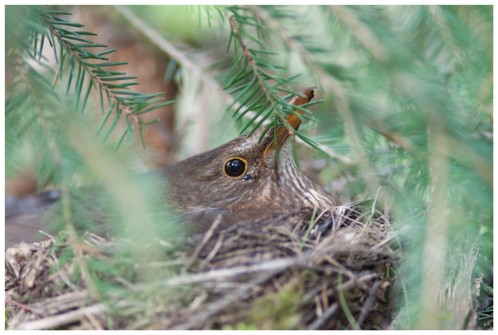 Mother blackbird II