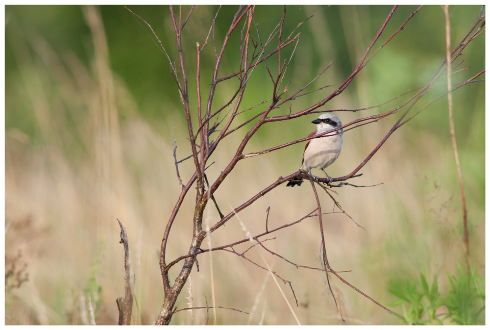 Red-backed shrike (2)