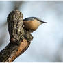 Nuthatch