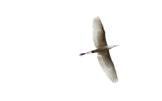 Great egret