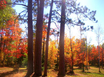 Fall Afternoon