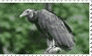 American black vulture stamp