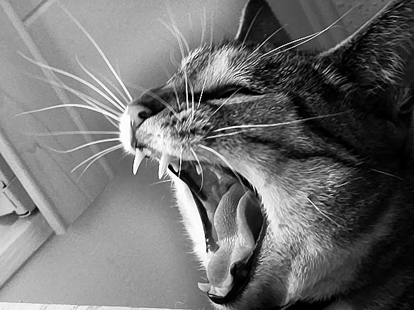 Cat Yawn